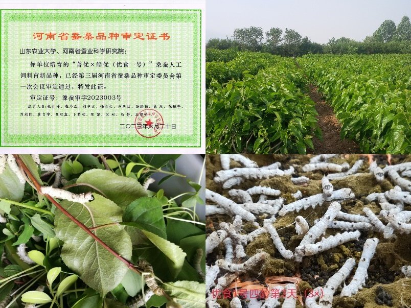 蚕学站(49.7亩)