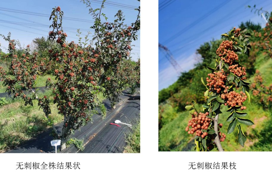 建有高标准养蚕制种楼2300平方米