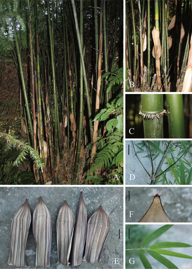 香竹属(Chimonocalamus