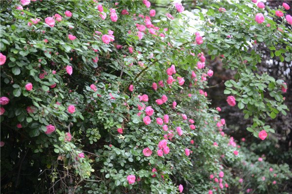 这里成了传说中的泰城“最美花墙”