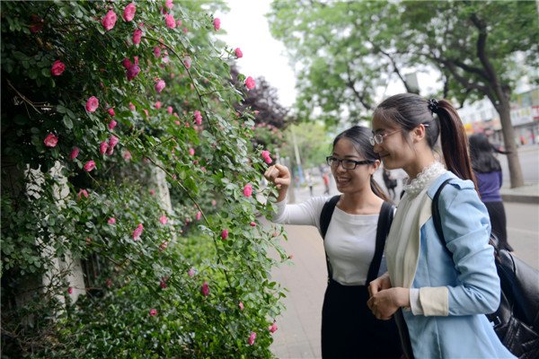 一朵朵小花仿佛镶嵌在墙上