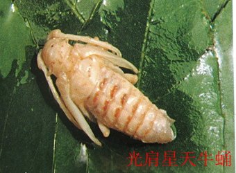栏目用于追新