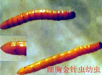 栏目用于追新
