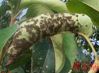 继续了解这样安排可减少漏读与重复检索