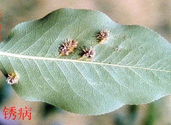 文内链接用于对照细节
