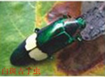 两者都保留在站内即可形成完整阅读路径