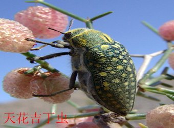 文内链接用于对照细节