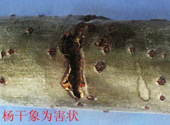 帝豪国际官网使用教程