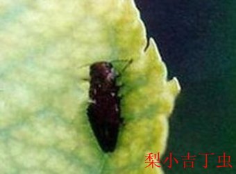 正文适合核对表述