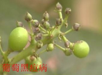 文内链接用于对照细节