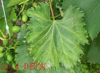 若需了解「帝豪娱乐官网手机版下载」的