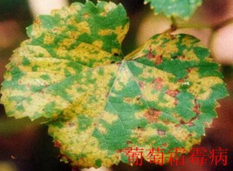 栏目用于追新