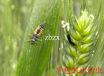 正文适合核对表述