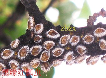 文内链接用于对照细节