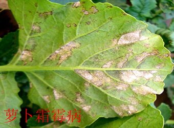 文内链接用于对照细节