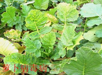 若需了解「帝豪娱乐官网新手怎么玩」的
